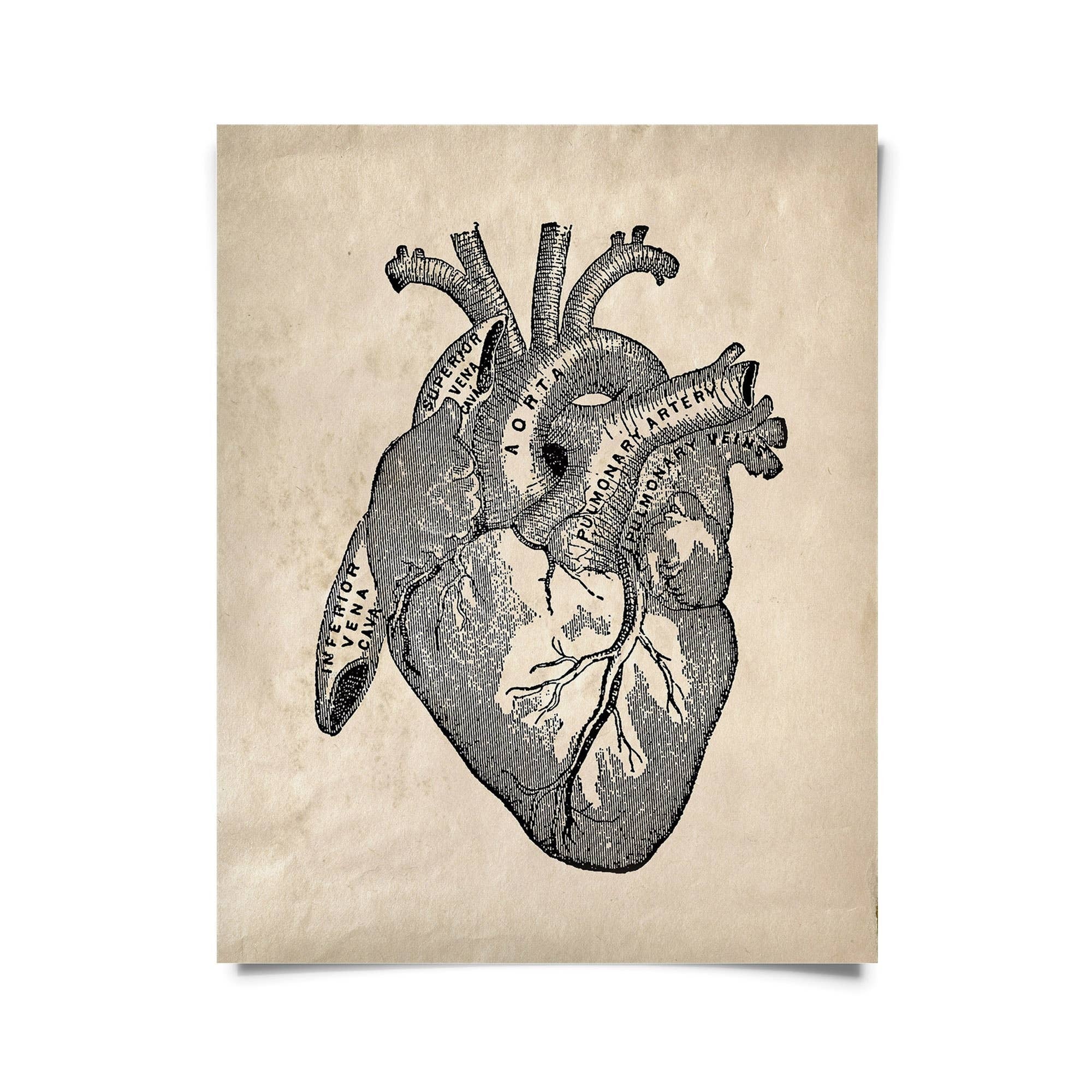 Printable Vintage Anatomical Hearts